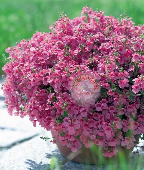 Pembe diascia tohumu sarkan çiçek