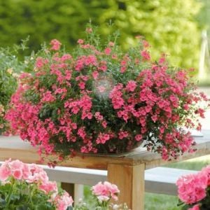 Pembe diascia tohumu sarkan çiçek