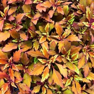 Copper yaprak güzeli fidesi coleus x blumei kolyoz