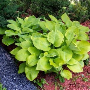 Hosta Sum and Substance süpürge çiçeği saksıda yetişmiş