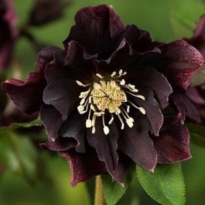 Katlı mor noel gülü çiçeği helleborus double ellen purple