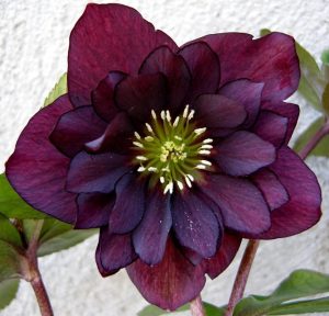 Katlı mor noel gülü çiçeği helleborus double ellen purple