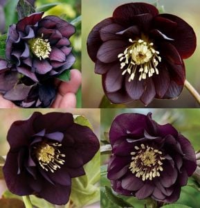 Katlı mor noel gülü çiçeği helleborus double ellen purple