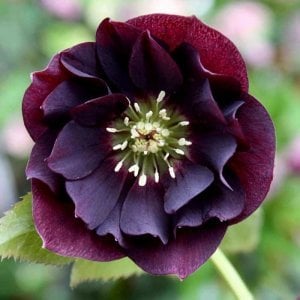 Katlı mor noel gülü çiçeği helleborus double ellen purple
