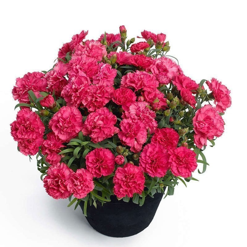 Kokulu allura karanfil bodur katlı ithal dianthus caryophyllus