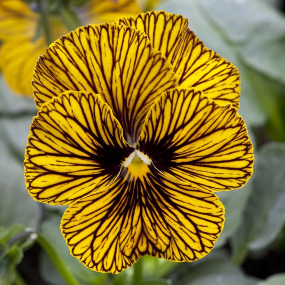 3 adet menekşe fidesi viola tiger eye