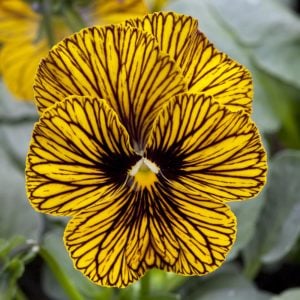 3 adet menekşe fidesi viola tiger eye