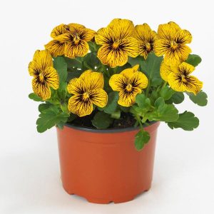 3 adet menekşe fidesi viola tiger eye