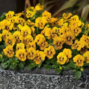 3 adet menekşe fidesi viola tiger eye