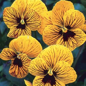 3 adet menekşe fidesi viola tiger eye