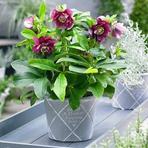Katlı kırmızı noel gülü çiçeği helleborus double ellen red