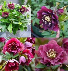 Katlı kırmızı noel gülü çiçeği helleborus double ellen red