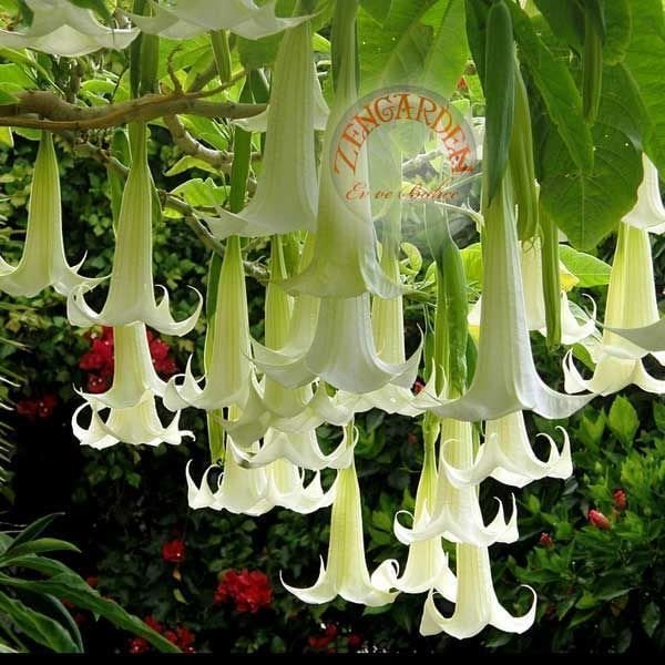 Kokulu brugmansia tohumu meleklerin borusu beyaz