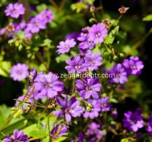 Koyu menekşe ıtır sardunya fidesi geranium pyrenaicum