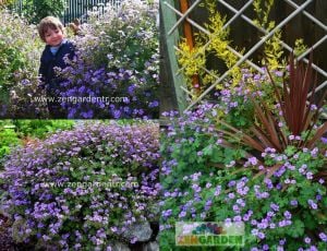 Koyu menekşe ıtır sardunya fidesi geranium pyrenaicum