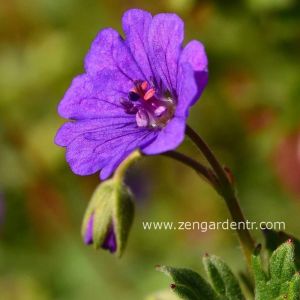 Koyu menekşe ıtır sardunya fidesi geranium pyrenaicum