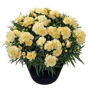 Kokulu amber karanfil bodur katlı ithal dianthus caryophyllus