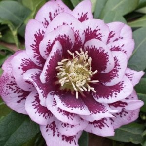 Katlı çilli pembe noel gülü çiçeği helleborus double ellen spotted pink