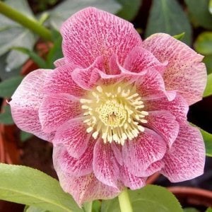 Katlı çilli pembe noel gülü çiçeği helleborus double ellen spotted pink