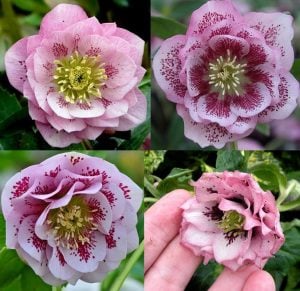 Katlı çilli pembe noel gülü çiçeği helleborus double ellen spotted pink