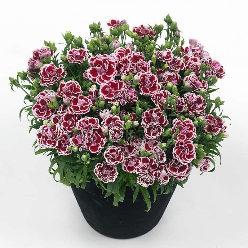 Kokulu bianca karanfil bodur katlı ithal dianthus caryophyllus