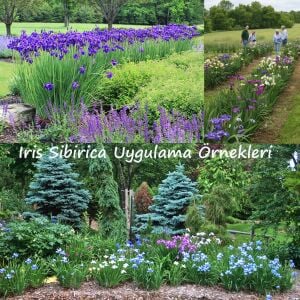 Drink Your Tea İris Sibirica süsen fidanı | Saksıda yetişmiş dikime hazır