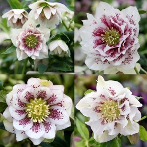 Katlı çilli beyaz noel gülü çiçeği helleborus double ellen spotted white