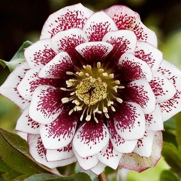 Katlı çilli beyaz noel gülü çiçeği helleborus double ellen spotted white