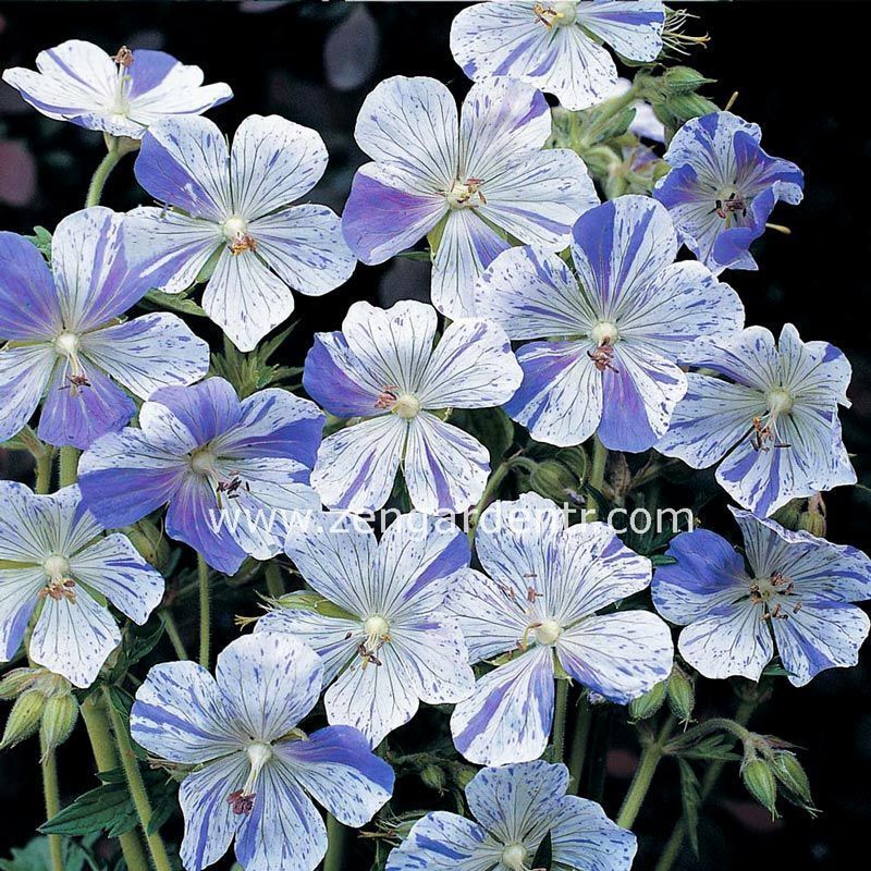 Mavi beyaz ıtır sardunya fidesi geranium pratense
