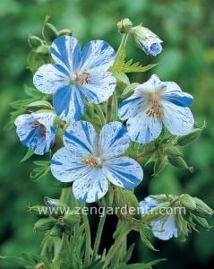 Mavi beyaz ıtır sardunya fidesi geranium pratense