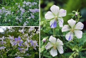 Mavi beyaz ıtır sardunya fidesi geranium pratense