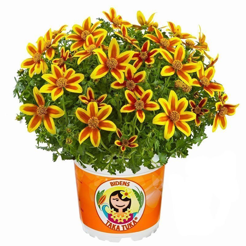 Kırmızı yıldız bidens fidesi hawaiian flare red star 7 yada 9 cm saksıda