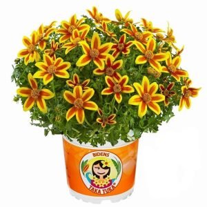 Kırmızı yıldız bidens fidesi hawaiian flare red star 7 yada 9 cm saksıda