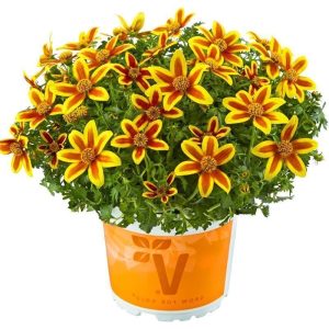 Kırmızı yıldız bidens fidesi hawaiian flare red star 7 yada 9 cm saksıda