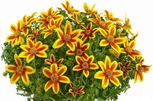 Kırmızı yıldız bidens fidesi hawaiian flare red star 7 yada 9 cm saksıda