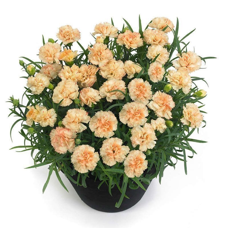 Kokulu bling bling karanfil bodur katlı ithal dianthus caryophyllus
