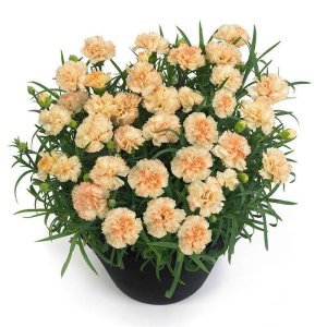 Kokulu bling bling karanfil bodur katlı ithal dianthus caryophyllus