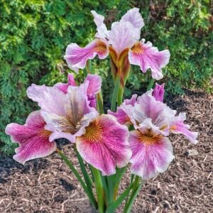 Fancy Me This İris Sibirica süsen fidanı | Saksıda yetişmiş dikime hazır