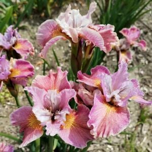 Fancy Me This İris Sibirica süsen fidanı | Saksıda yetişmiş dikime hazır