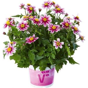 Pembe prenses bidens fidesi pink princess 1 fide