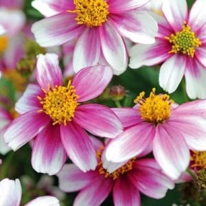 Pembe prenses bidens fidesi pink princess 1 fide