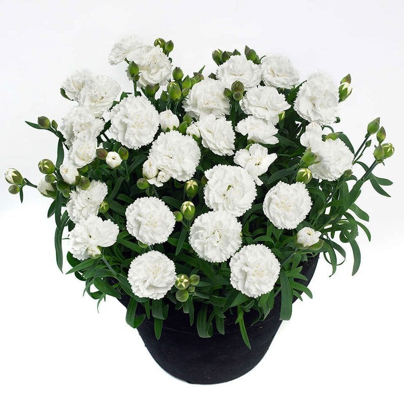 Kokulu cosmos karanfil bodur katlı ithal dianthus caryophyllus