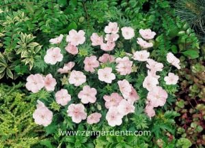 Açık pembe ıtır sardunya fidesi geranium sanguineum light pink