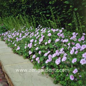 Açık pembe ıtır sardunya fidesi geranium sanguineum light pink