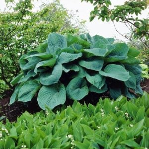 Hosta big daddy süpürge çiçeği soğanı