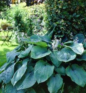 Hosta big daddy süpürge çiçeği soğanı