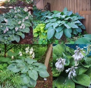 Hosta big daddy süpürge çiçeği soğanı