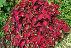 King Henry yaprak güzeli fidesi coleus x blumei kolyoz