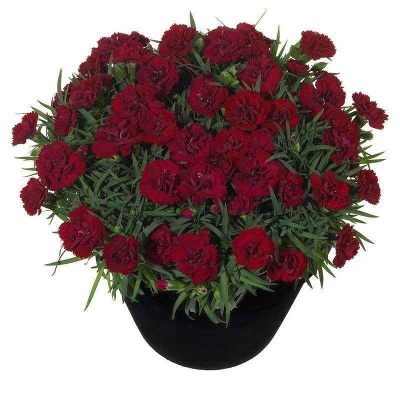 Kokulu desire karanfil bodur katlı ithal dianthus caryophyllus