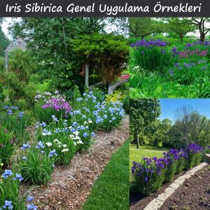 Butter and Sugar İris Sibirica süsen fidanı | Saksıda yetişmiş dikime hazır